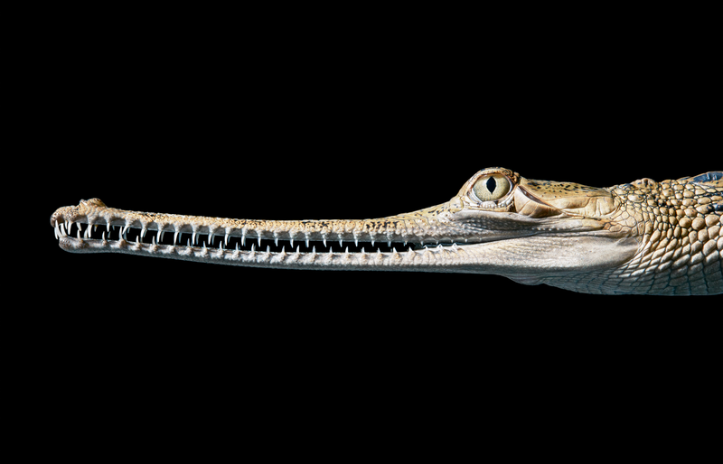 Image: Tim Flach